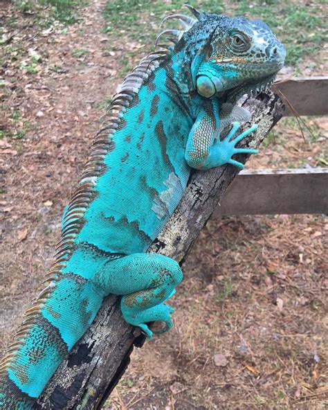 Other iguanas include the marine iguana and the desert iguana. Gorgeous axanthic iguana | Cute reptiles, Reptiles pet ...