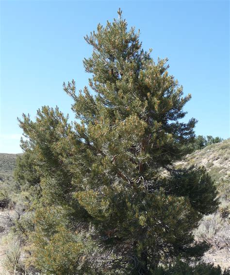 New Mexico State Tree Pinyon Pine Pinus Edulis New Mexico Usa
