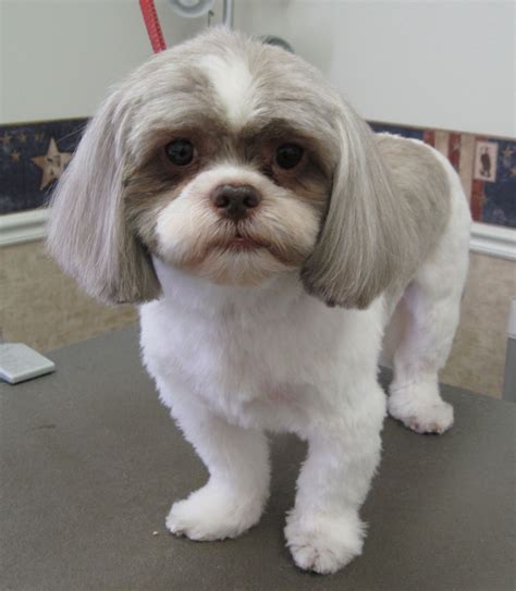 Shih Tzu Shih Tzu Grooming Shih Tzu Haircuts Shih Tzu Puppy