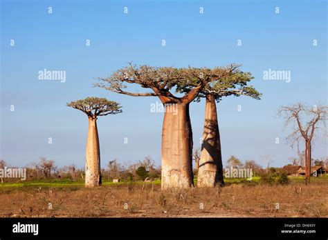 African Baobab Trees Adansonia Digitata Baobab Forest West Coast