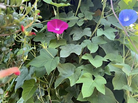 How To Grow And Care Morning Glory In Hanging Basket Plants Craze
