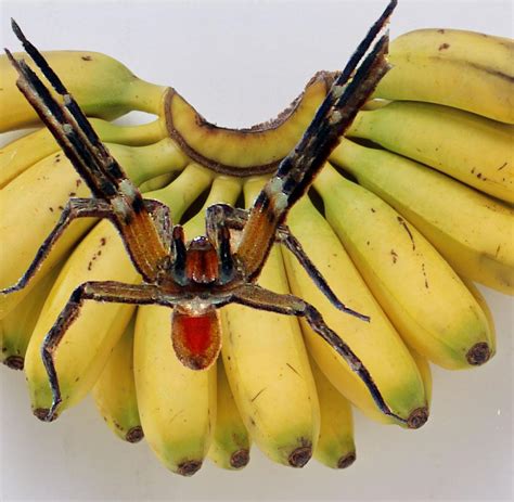 Zum Mitnahme Machen Sie Ein Foto Spinne In Der Banane Stewardess Sehr