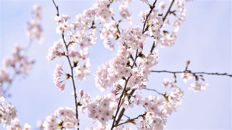 Download Wallpaper 3840x2160 Sakura Petals Flowers Branches Sky