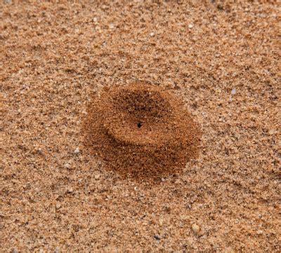 Commercially produced gold pans can be found for about $10 or less online. Ants Help Detect Gold in the Ground - MGS Precious Metals Blog