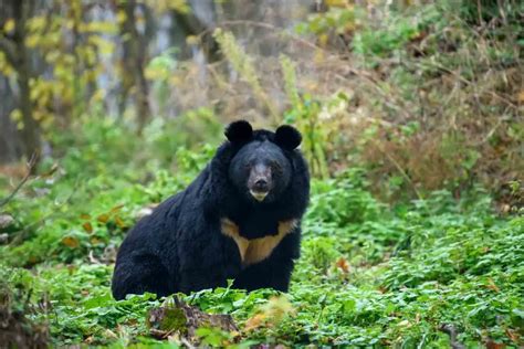 Are There Bears In Japan Species And Locations Yougojapan