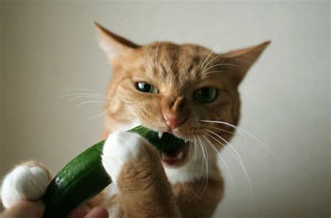 Are Cats Afraid Of Cucumbers Myths And Busting It Here