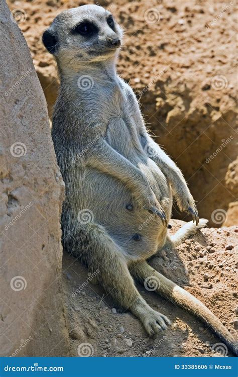 Pregnant Meerkat Or Suricatta Stock Photo Image Of Wildlife Mammal