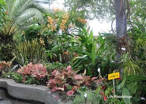 I don't know much about plants. Life Ramblings: PhotoHunt - The Secret Garden @ 1 Utama, PJ