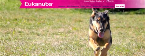Indian dog owners must avoid buying/breeding/importing these insanely popular foreign dog breeds at any cost: Best Dog Food Brands in India With Price List