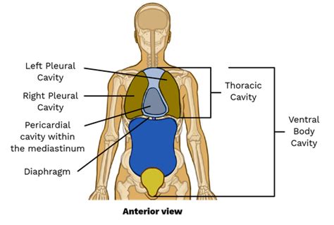 Mediastinum And Pleural Cavity