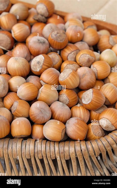 Hazelnut Cut Out Hi Res Stock Photography And Images Alamy My XXX Hot