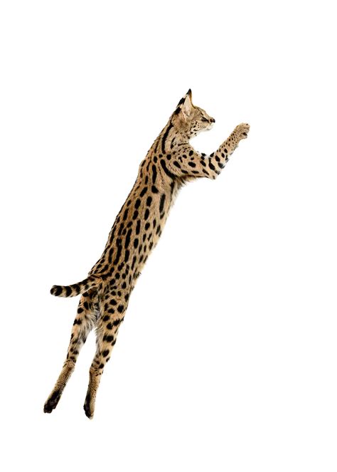 Serval Jumping 1 By Tenthmusephotography On Deviantart