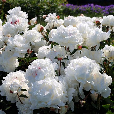 Buy Paeony Or Peony Paeonia Lactiflora Festiva Maxima Delivery By