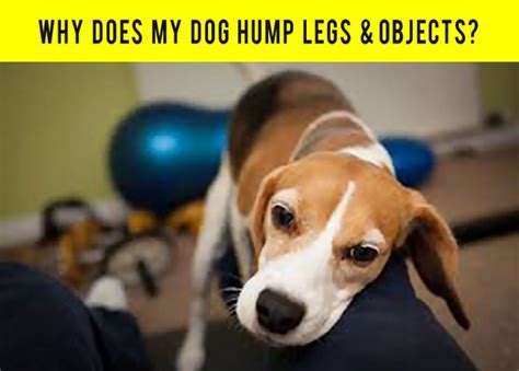 10 Explained Dog Behaviors To Understand Your Dog Better Beagleswoof
