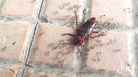 Ants Attack Bid Bug Cambodia Youtube