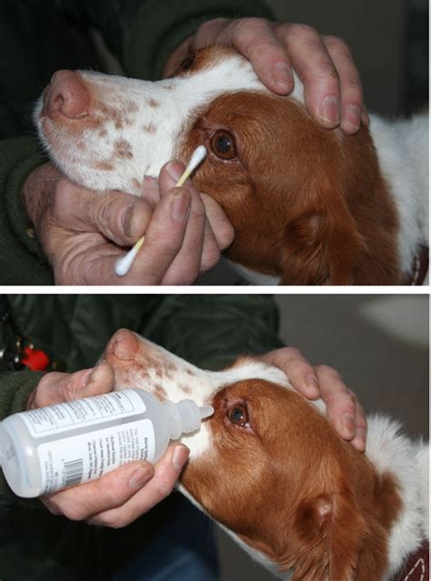 How To Clean Dog Eyes Crust Boogers And Stains Todocat
