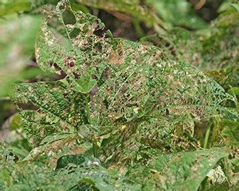 Skeleton leaves are typically 4 inches long. Harlequin Bugs and Japanese Beetles - Urban Farm Colorado