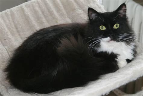 As a disambiguation, solid ragdolls, meaning ragdoll cats of a single color, are not only. Solid / Non-pointed Ragdolls