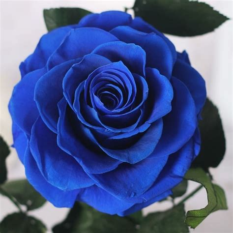 Rose Bleu Éternelle - Cadeau romantique - ARE