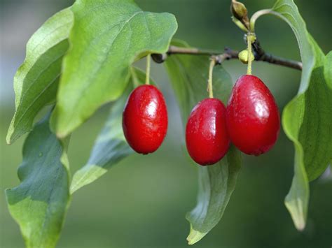 What Dogwood Tree Has Red Berries Hunker Dogwood Berries Dogwood