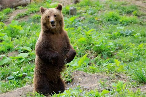 Medve támadt egy vadászra Szlovákiában