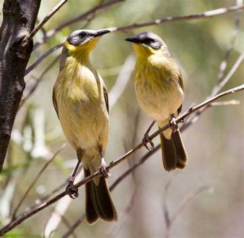 The Zoochat Photographic Guide To Meliphagoidea Honeyeaters And Allies