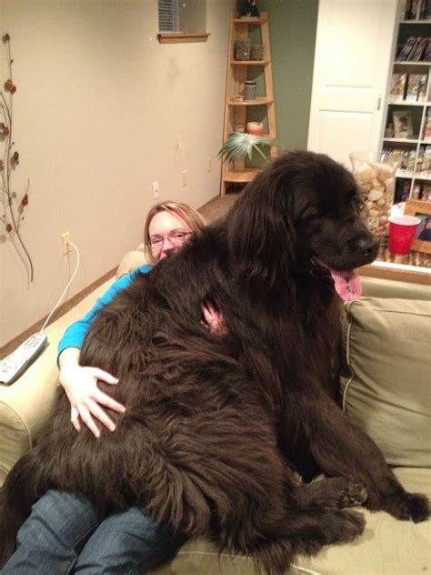 Newfie Cuddle I Love That The Pinner Posted This Huge Dogs