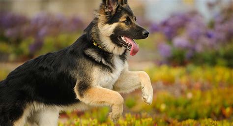 At What Age Is A German Shepherd Full Grown