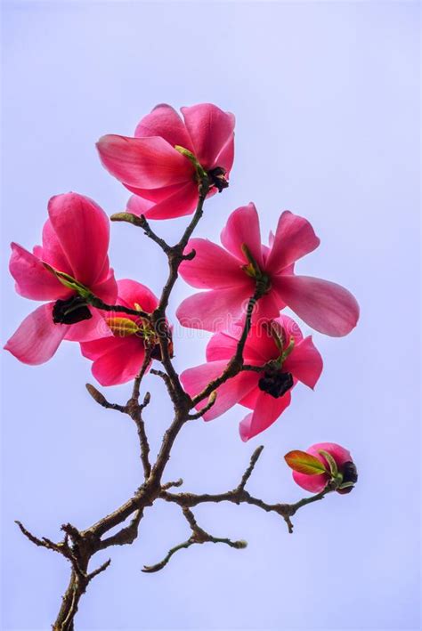 Gently Pink Magnolia Flowers On A Tree Branch Stock Image Image Of