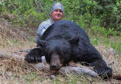 Alberta Canada Black Bear Hunts Udells Hunting Udells Guiding