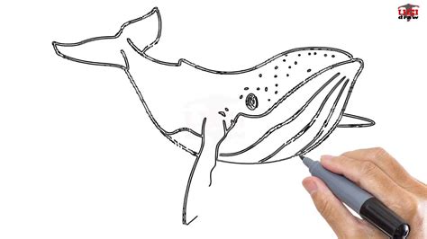 How To Draw A Whale Easy Step By Step Drawing Tutorials For Kids