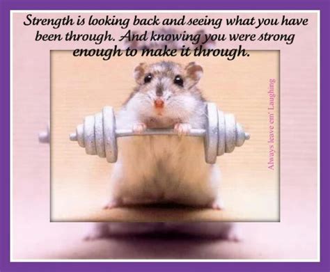 Quotes About Hamsters Quotesgram