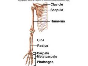 Major Bones Of The Appendicular Skeleton Lower Limb