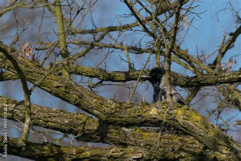 Młody Ptak Siedzący Na Omszałej Gałęzi Wrona Siwa Corvus Corone