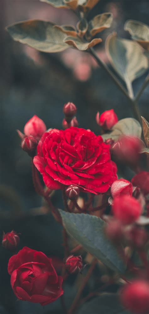 Two lovely long stem red roses for your enjoyment. Red Rose Bush Garden Wallpaper - 1440x3040