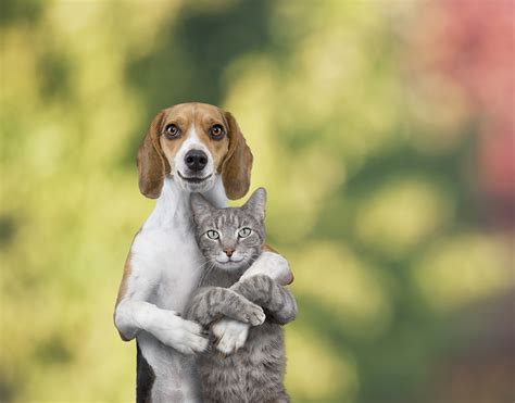 Do Cats And Dogs Really Hate Each Other