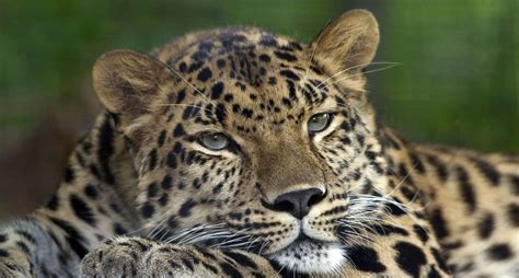 Leopardo De Amur Características Hábitat E Alimentación Infoanimales