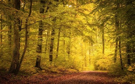 Nature Fall Path Trees Leaves Mist Sunlight Yellow Plants