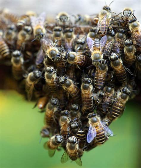 Bee Swarms Increase Across The Uk As Cops Try To Deal With Them With Police Tape Nature