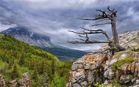 Nature Landscape Mountain Cliff Forest Clouds Overcast Trees Dead Trees Wallpapers Hd