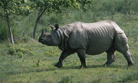 Greater One Horned Rhino Species Wwf