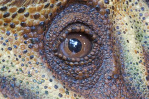 Dinosaur Eye By Scratzilla On Deviantart