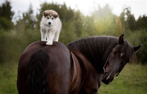 Dog And Horse Wallpapers Wallpaper Cave