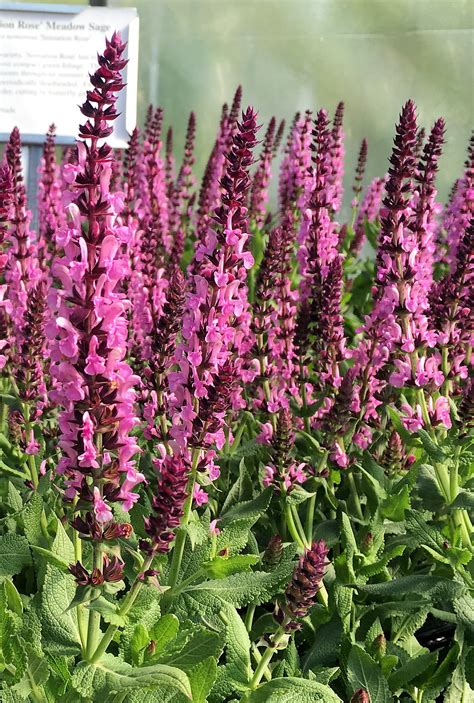 What S Doing The Blooming Perennial Salvia Knechts Nurseries