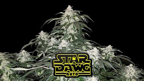 Stardawg Auto Cannabis Seeds Buy Star Dawg Weed Strain Fast Buds