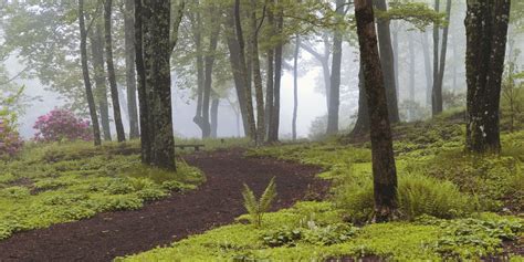Image result for woodland glade | Fringe tree, Glade, Heuchera