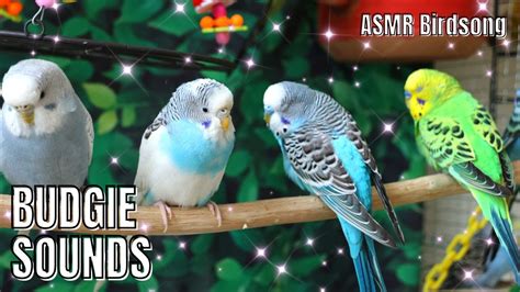 Budgie Sounds Birdsounds Budgies Parakeet Cute Pets Chirping Sing Sound Youtube Yt K