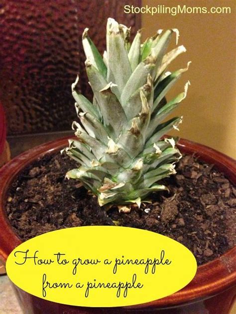 Regrowing A Pineapple From A Pineapple Pineapple Planting Green