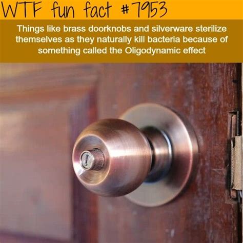 Pin By Lady Vodka717 On Its All About Interesting Facts101 Wtf Fun