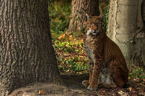 1920x1080px 1080p Free Download Cats Lynx Big Cat Wildlife